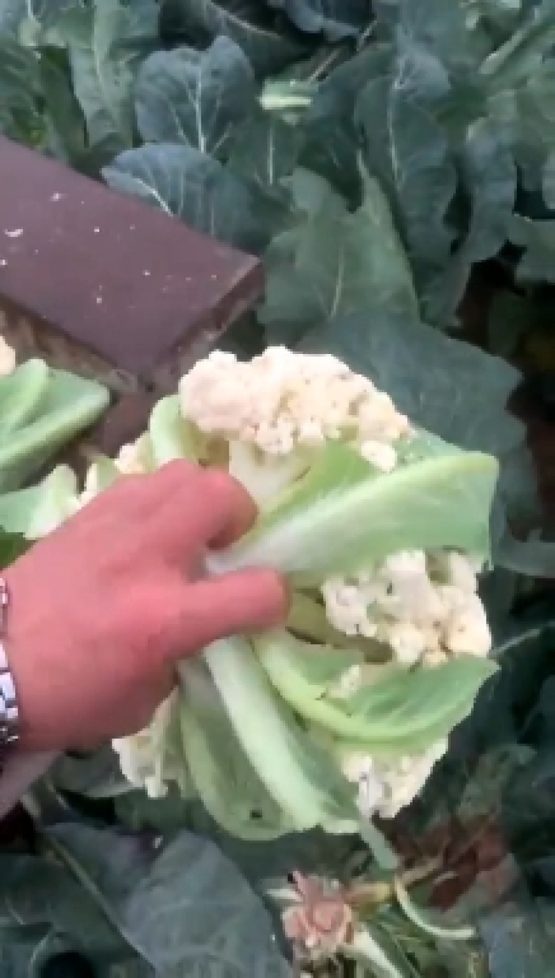 松花菜花菜菜花产地大量供应保质保量24小时在线