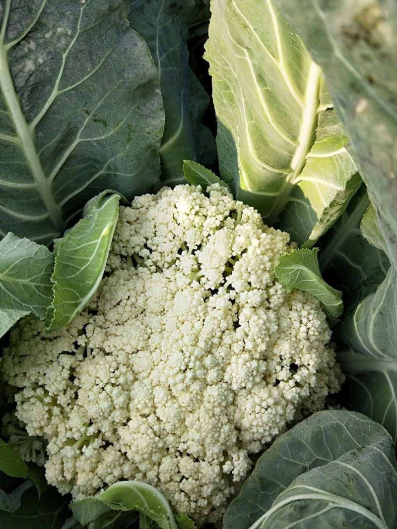 松花菜花菜菜花产地大量供应保质保量24小时在线