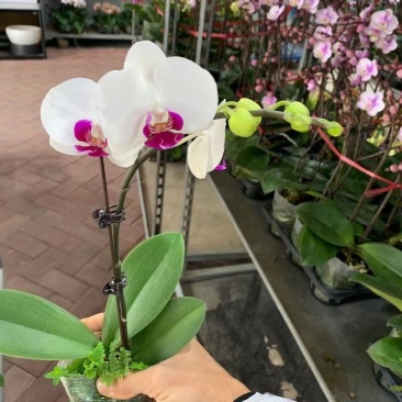 雪玉蝴蝶兰2.8寸单梗双梗，30棵/箱，特别耐摆基地直发
