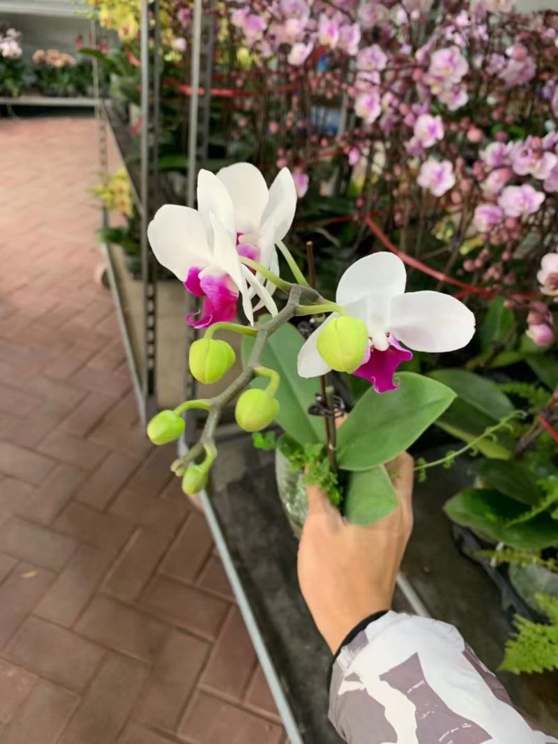 雪玉蝴蝶兰2.8寸单梗双梗，30棵/箱，特别耐摆基地直发