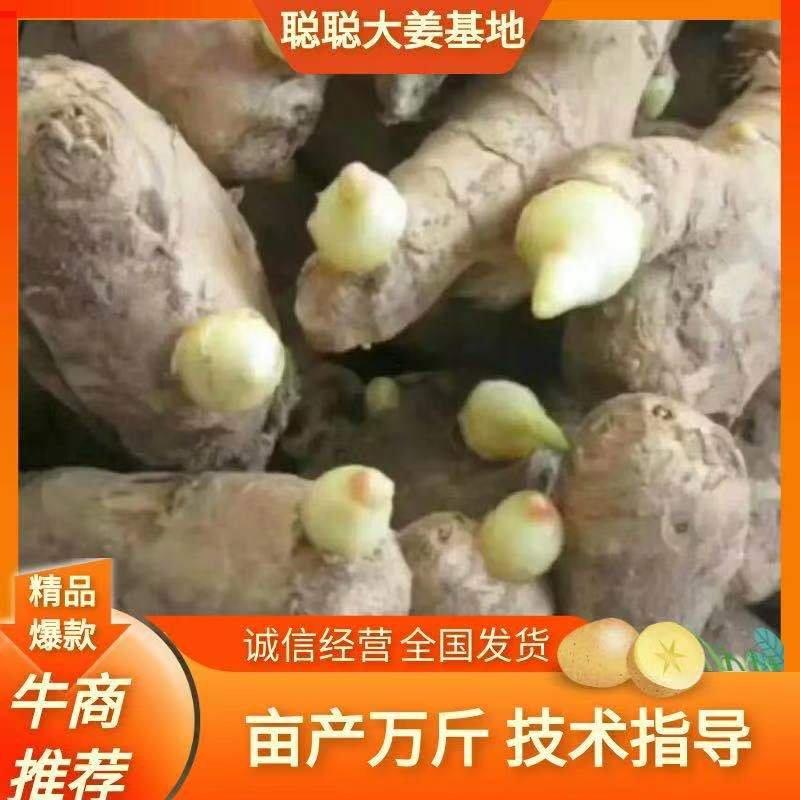【促销中】江西姜种高产王368姜种一手货源保质保量，