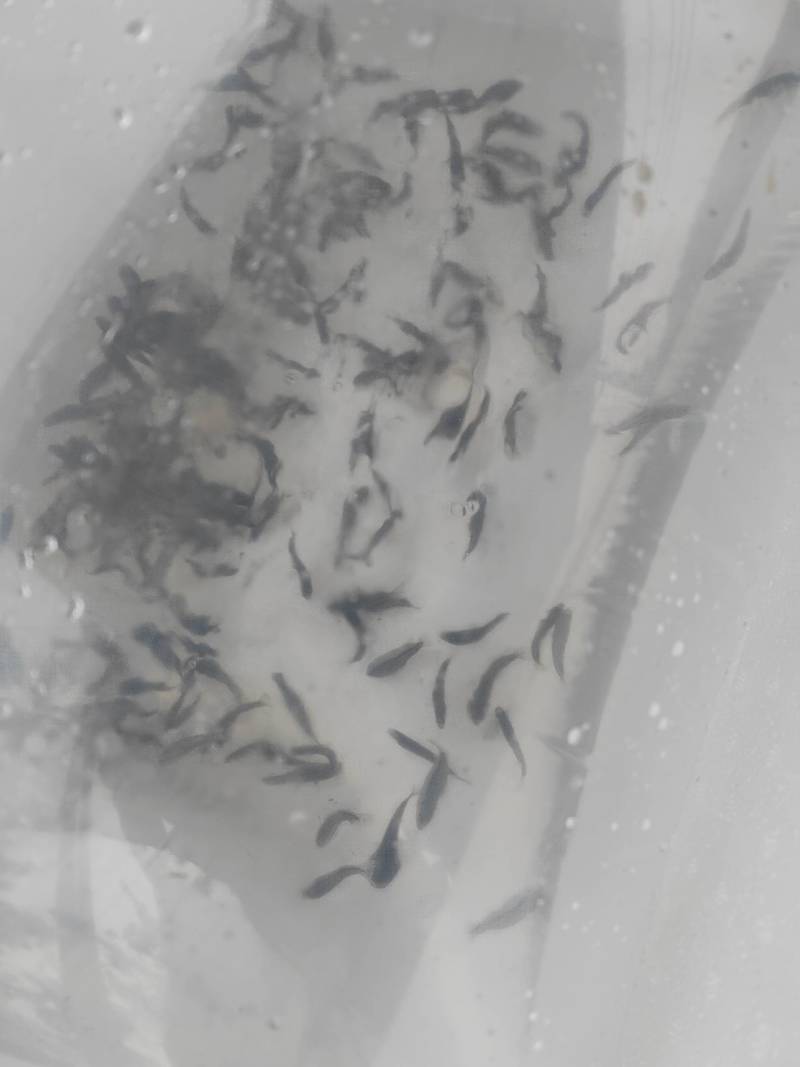 湘云鲫鱼苗\工程鲫鱼苗\黄金鲫鱼苗\抵抗力强\生长快包邮