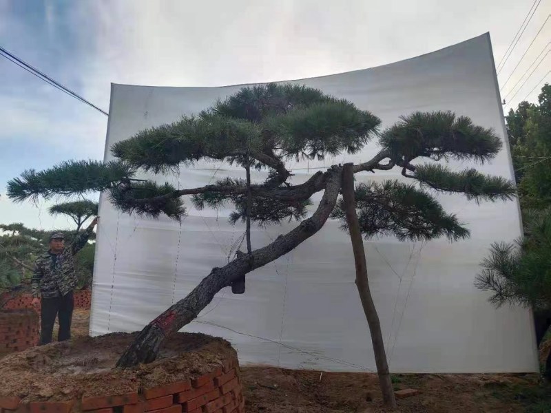 正宗泰山景松，造型多，美观，提供免费设计