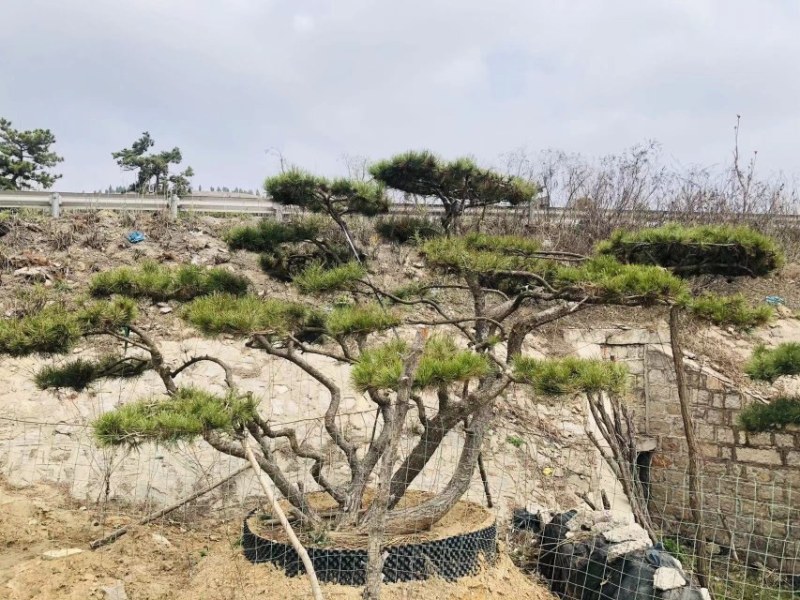 正宗泰山景松，造型多，美观，提供免费设计