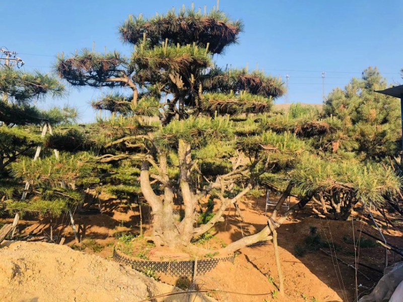 正宗泰山景松，造型多，美观，提供免费设计
