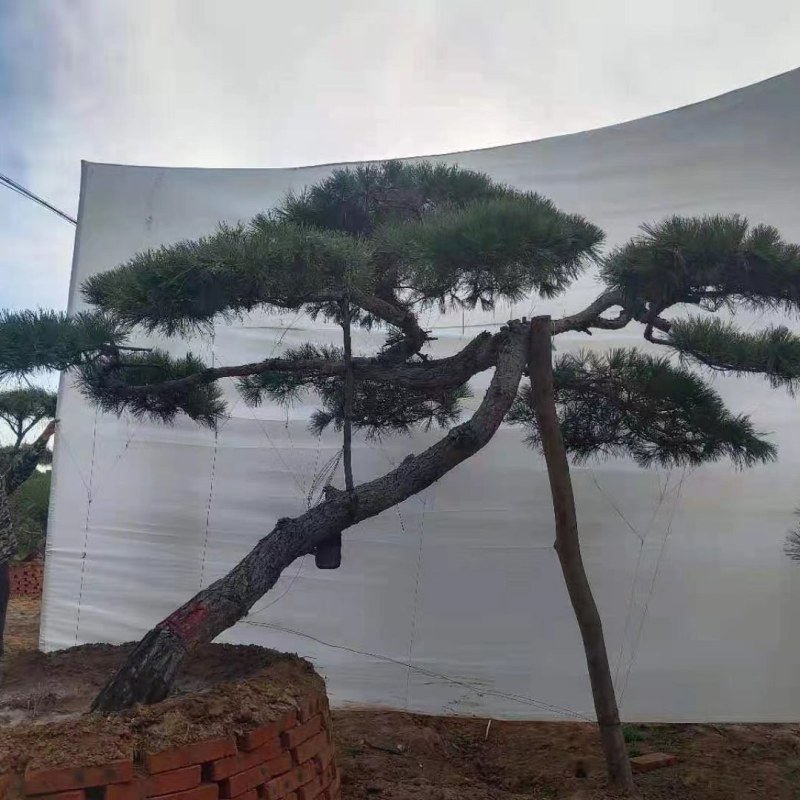 正宗泰山景松，造型多，美观，提供免费设计