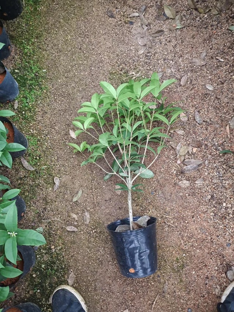 桂花球四季桂花花香扑鼻，庭院花卉大量现货【优质】