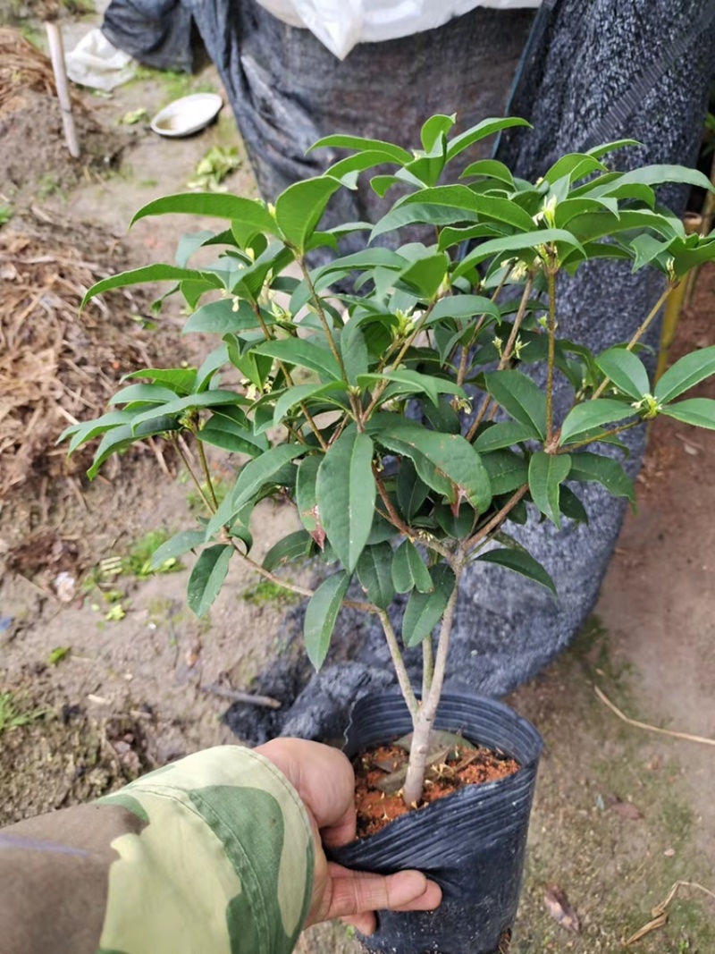 桂花球四季桂花花香扑鼻，庭院花卉大量现货【优质】