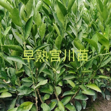 早熟宫川苗，临海宫川苗，老品种宫川苗，基地直销，现货批发