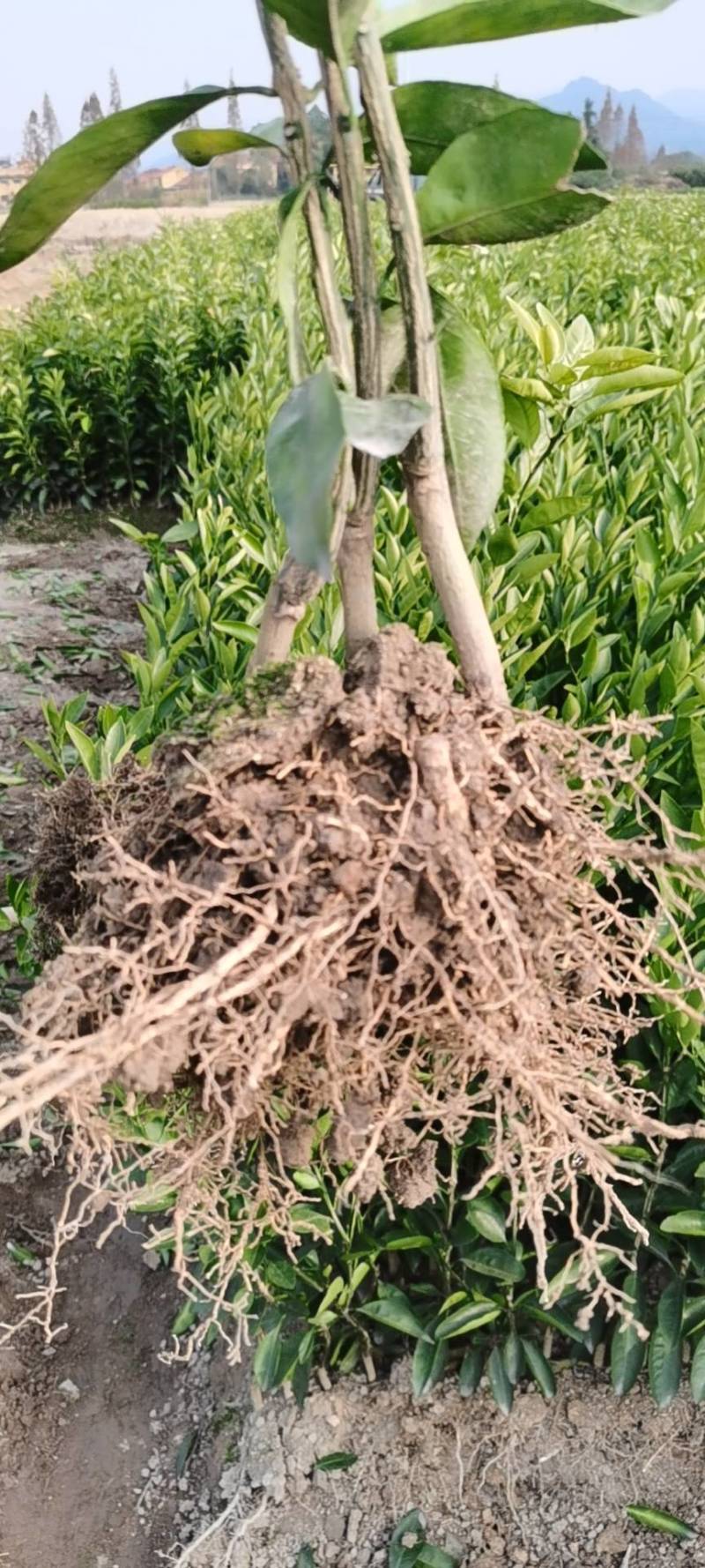 早熟宫川苗，临海宫川苗，老品种宫川苗，基地直销，现货批发