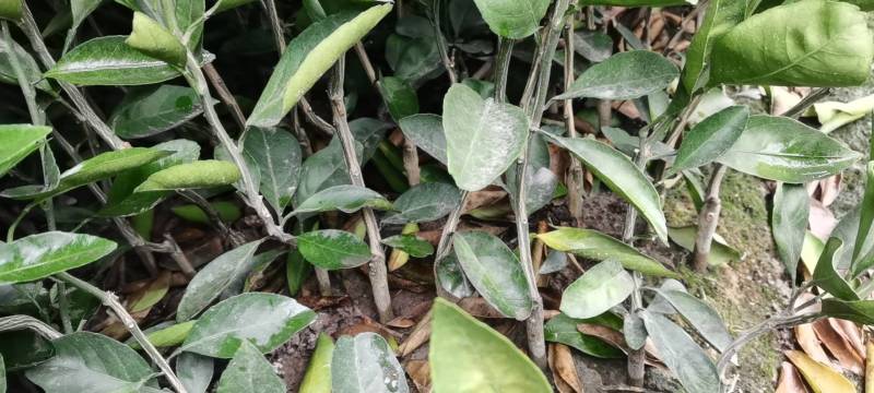 早熟宫川苗，临海宫川苗，老品种宫川苗，基地直销，现货批发
