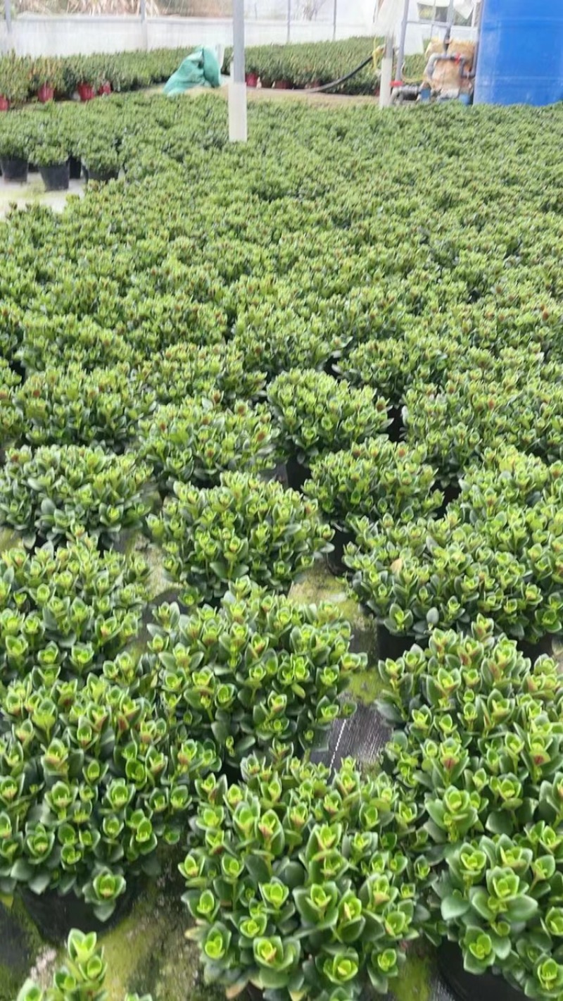 金鱼草基地直发【优质】欢花植物花卉盆景