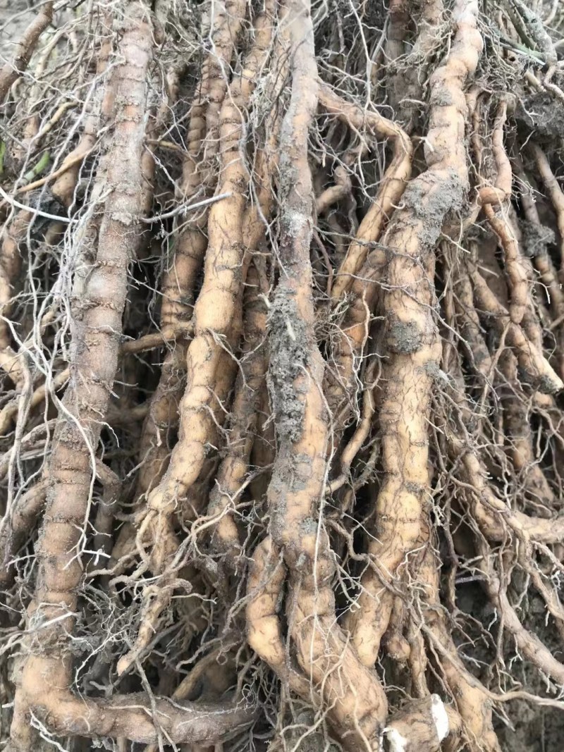 粉防已苗