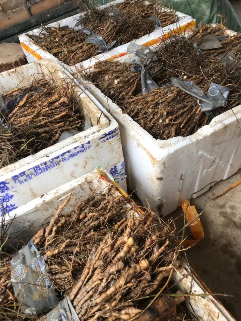 粉防已苗