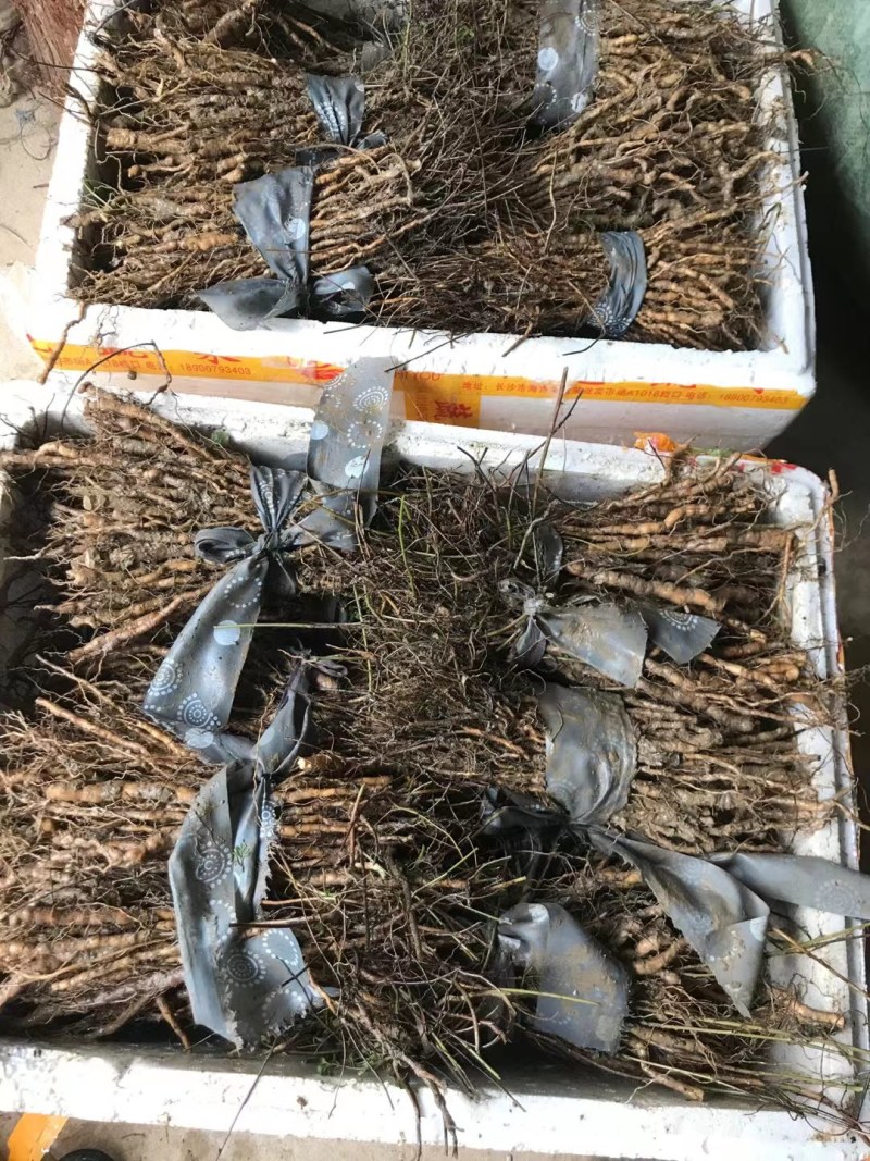 粉防已苗