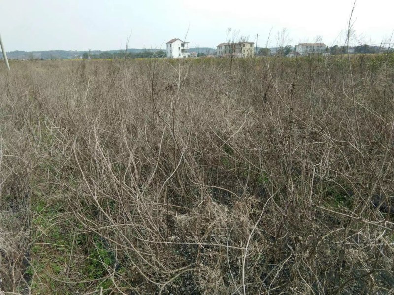 蔓荆子苗