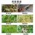 绿亨50%氯溴异氰尿酸真菌细菌病毒黑果病叶枯病杀