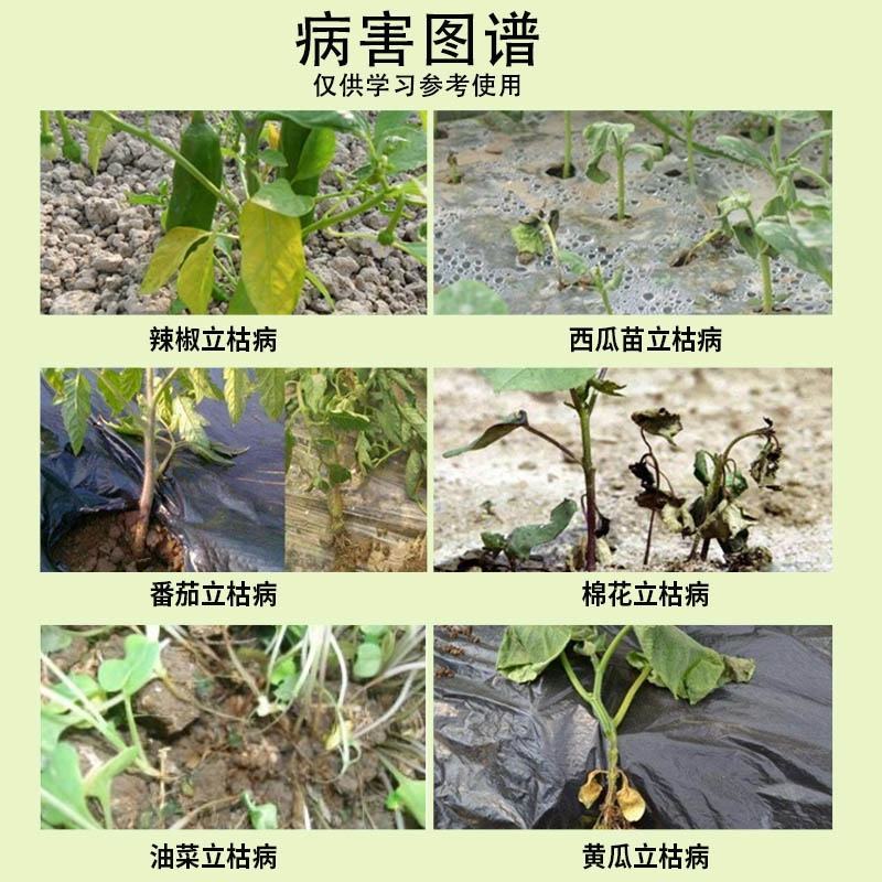 100克高浓缩吡虫啉蚜虫效果好高浓缩一瓶5桶水杀虫剂