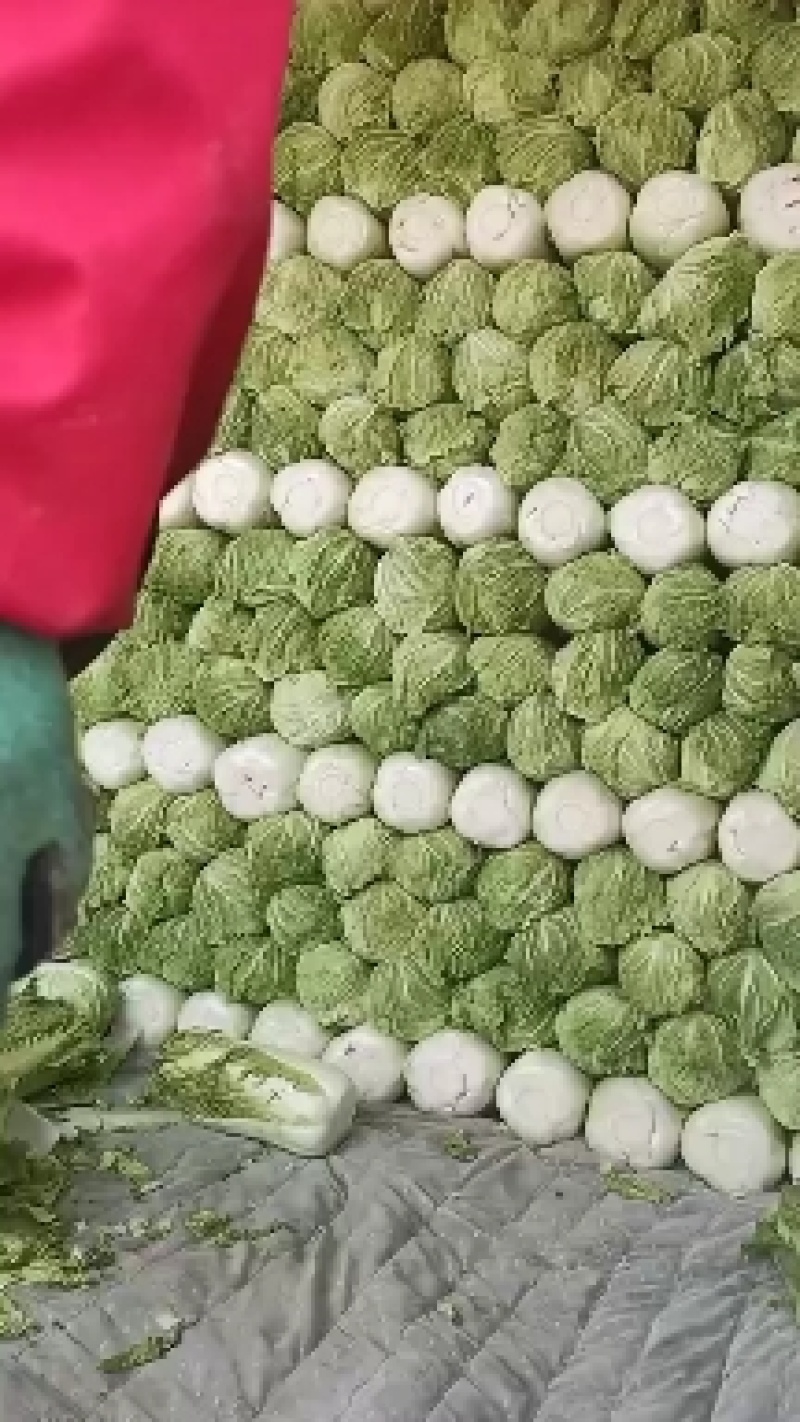 地窖大白菜无农药残留纯绿色食品产地直销欢迎合作
