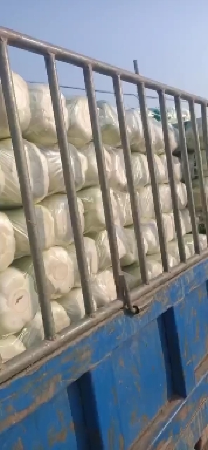 地窖大白菜无农药残留纯绿色食品产地直销欢迎合作