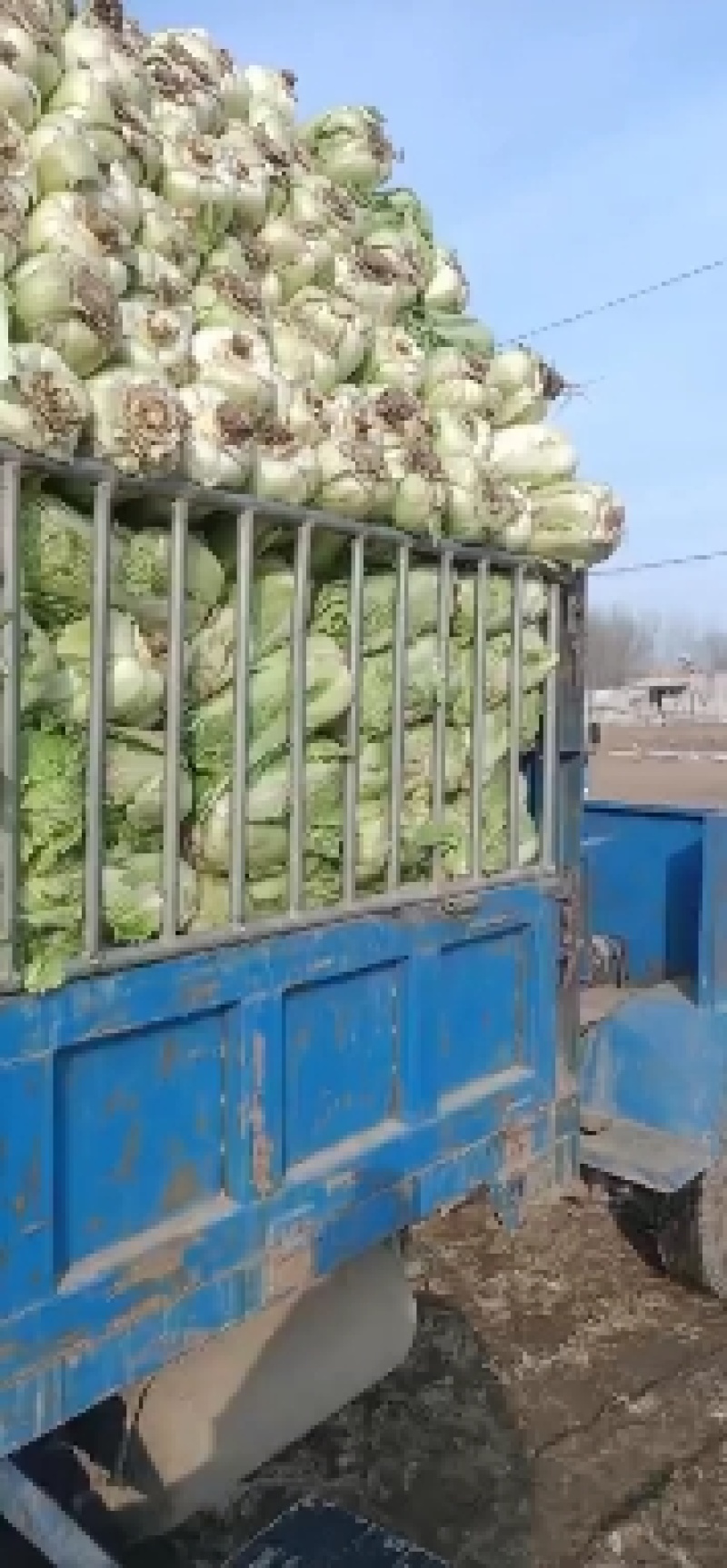 地窖大白菜无农药残留纯绿色食品产地直销欢迎合作