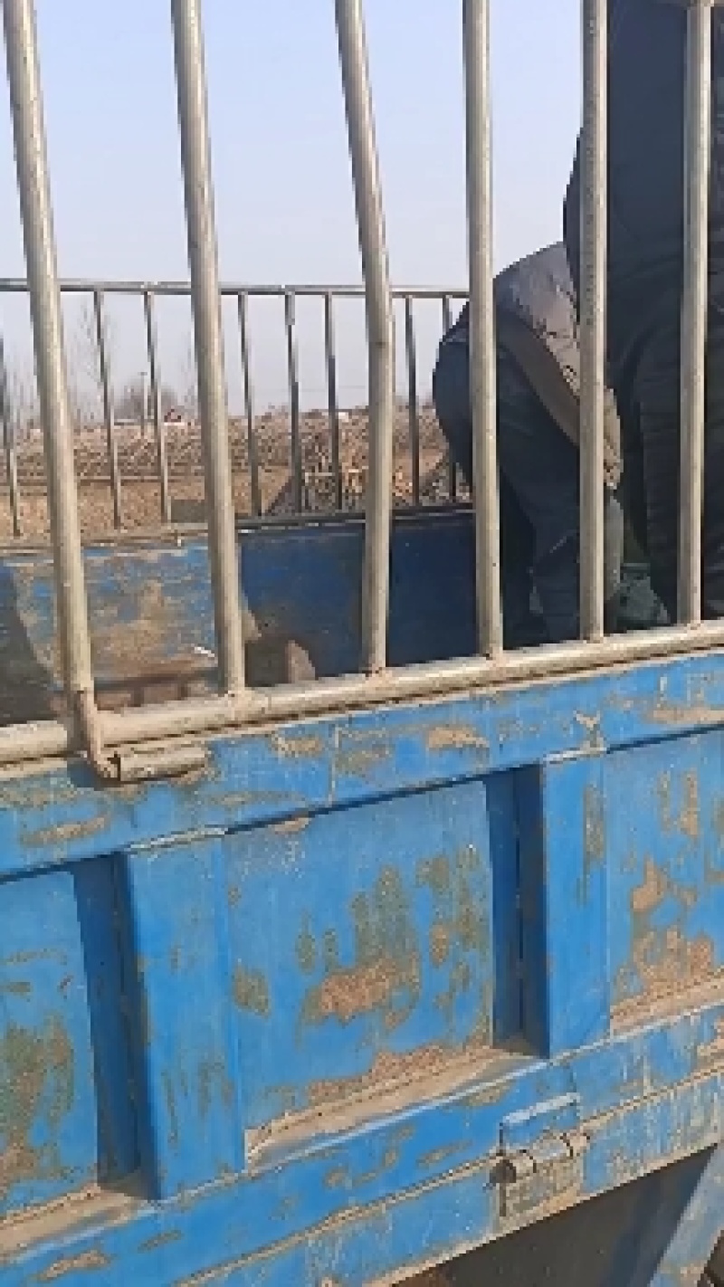地窖大白菜无农药残留纯绿色食品产地直销欢迎合作
