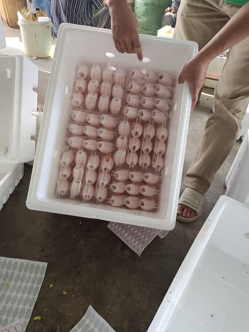 云南蒙自枇杷，甜度高，品质好、代收的老板请联系！