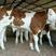 西门塔尔牛，纯种西门塔尔牛价格，厂家直销价格优惠欢迎联系
