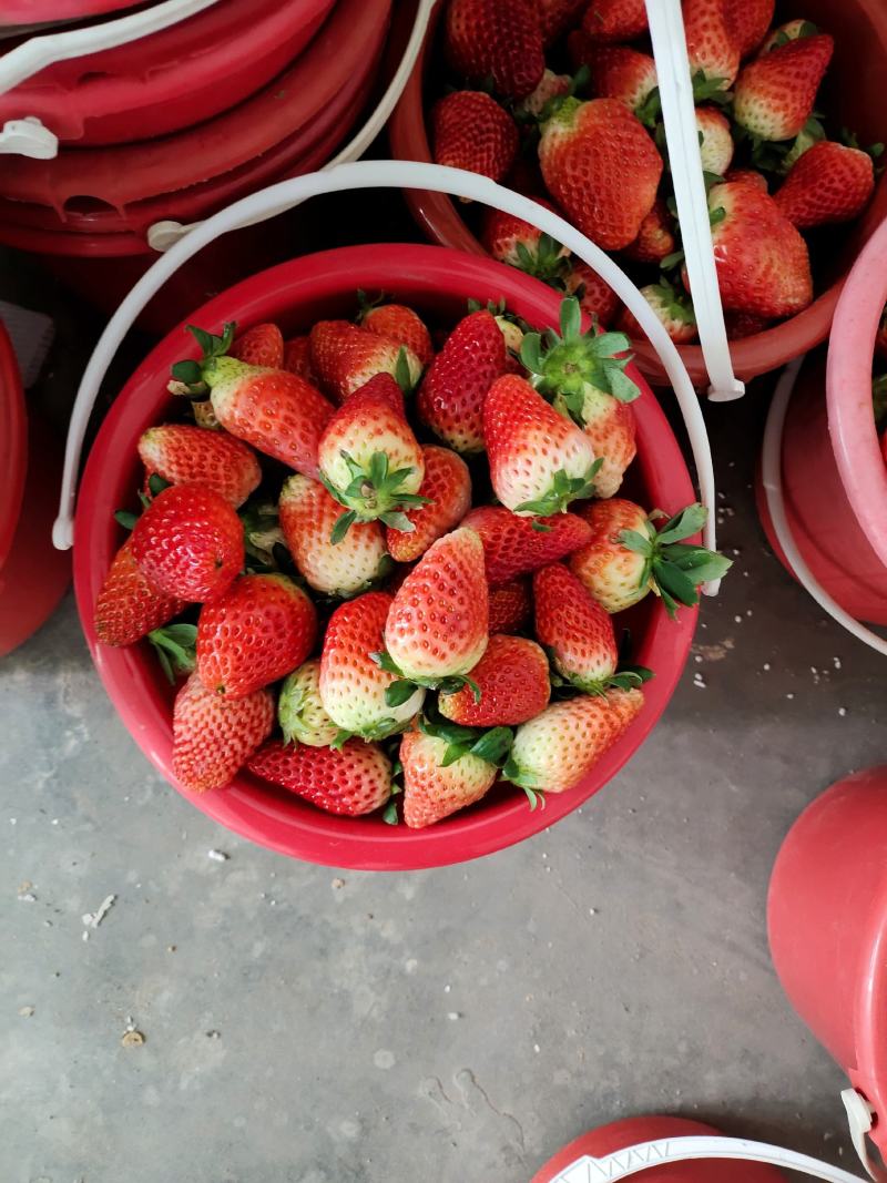 【草莓】正宗奶油草莓产地现摘现发品质保证量大从优