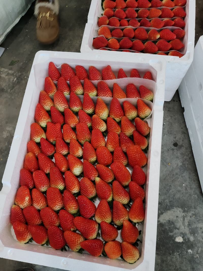 【草莓】正宗奶油草莓产地现摘现发品质保证量大从优