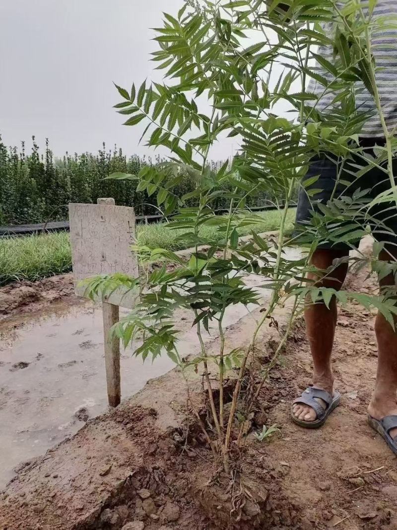 珍珠梅优质珍珠梅产地直发一手货源支持实地看货
