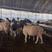 大量杜泊绵羊出售，纯度高，好喂养，有意向的请联系。