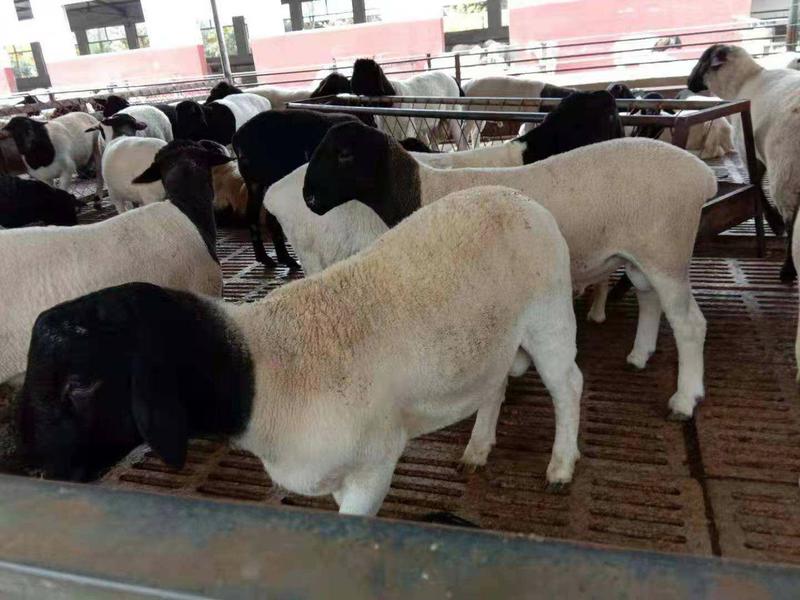 大量杜泊绵羊出售，纯度高，好喂养，有意向的请联系。