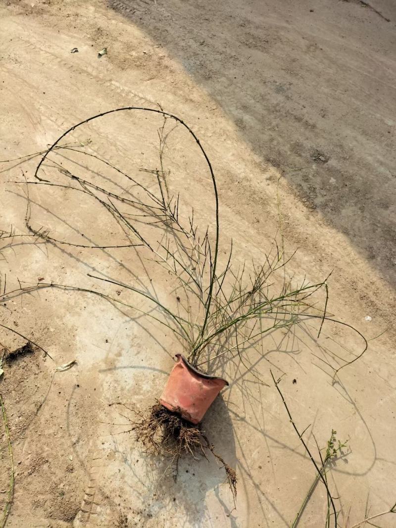 迎春绿化迎春杯苗地栽苗大量有货欢迎实地看货