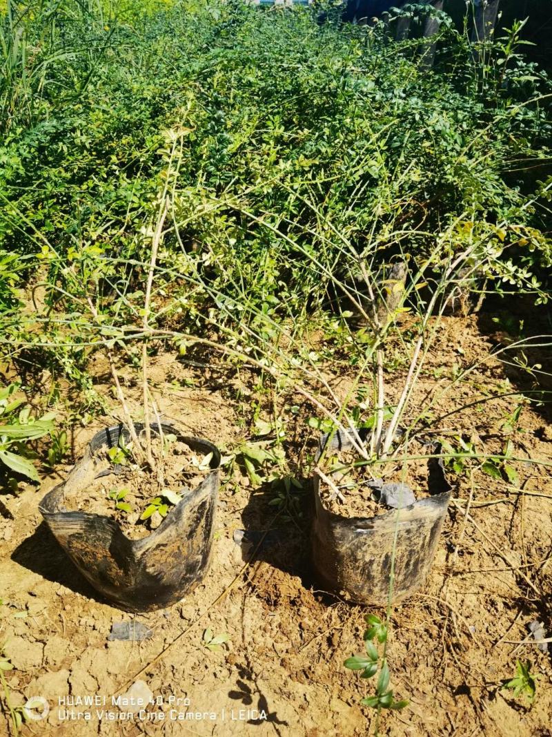 迎春绿化迎春杯苗地栽苗大量有货欢迎实地看货