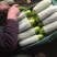 优质绿皮西葫芦量大质优，现摘现发诚邀各地经销商前来惠顾。