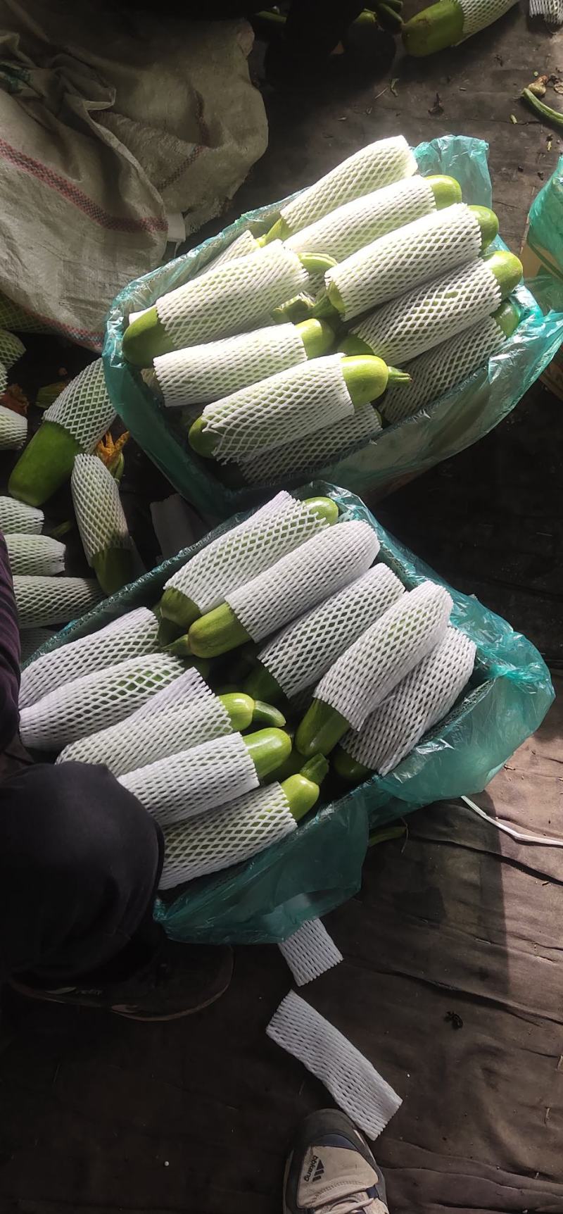 优质绿皮西葫芦量大质优，现摘现发诚邀各地经销商前来惠顾。