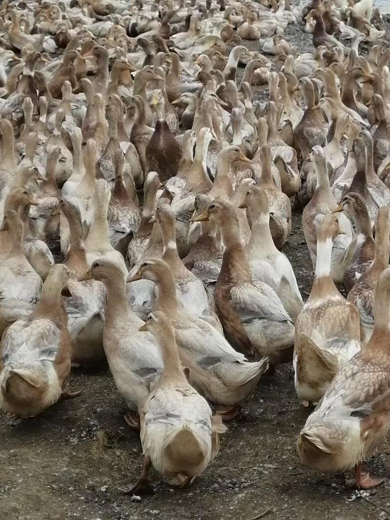 60天，9000只，海南红鸭，黄皮黄油，在黎塘，