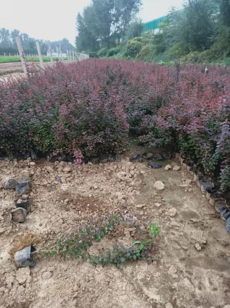 优质小檗红叶小檗自家基地支持实地看货