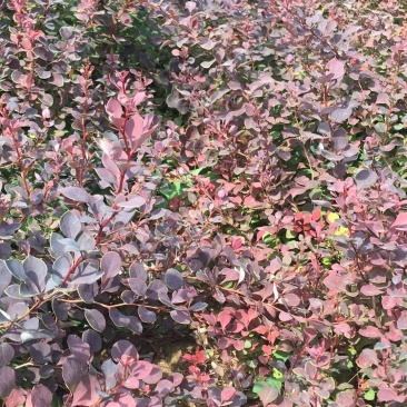 优质小檗红叶小檗自家基地支持实地看货