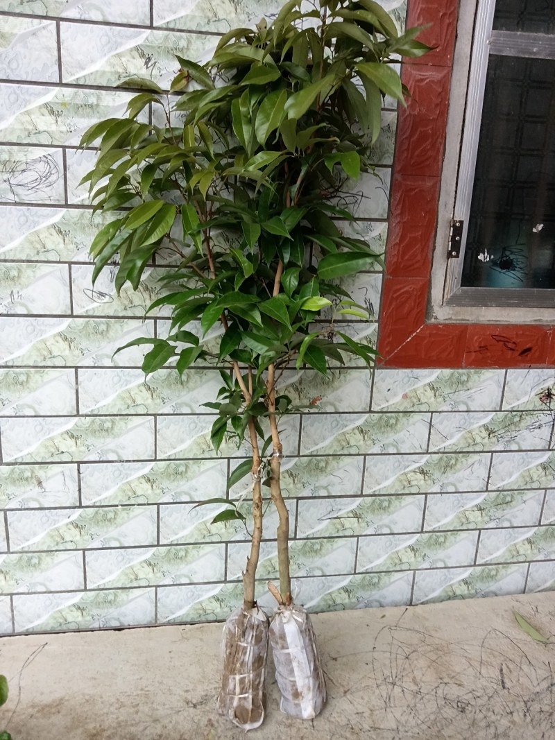 冰荔枝苗嫁接苗带土带叶发货