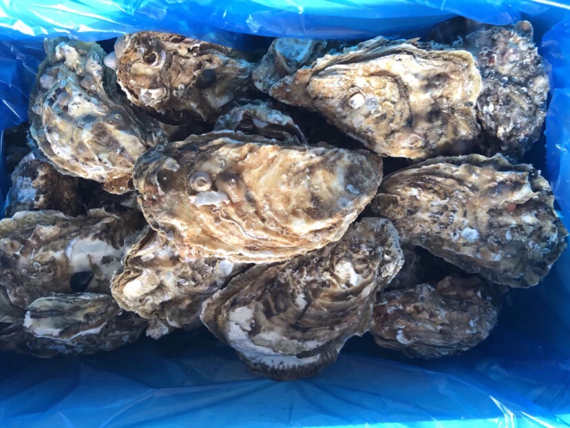 冷藏保存的烤生蚝放入密封盒中