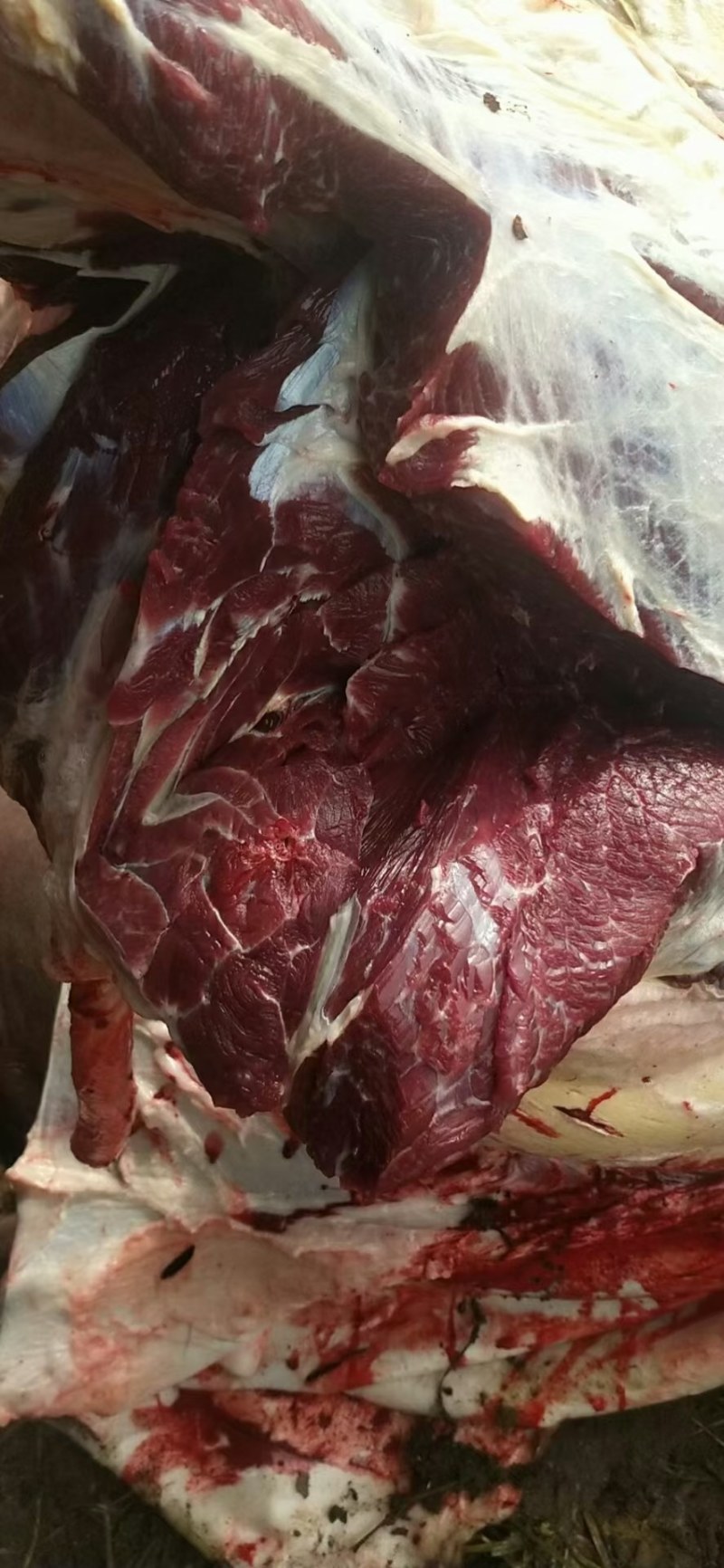 新鲜梅花鹿肉价格优惠！厂家直销，大量供应！全国包邮！