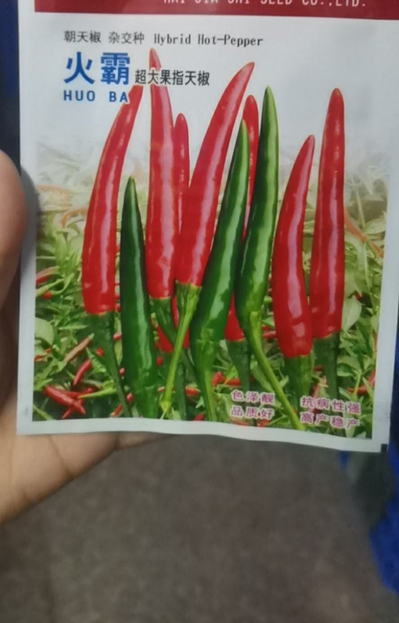 火霸朝天椒苗，一代杂交单生朝天椒，颜色靓丽，顺直美观