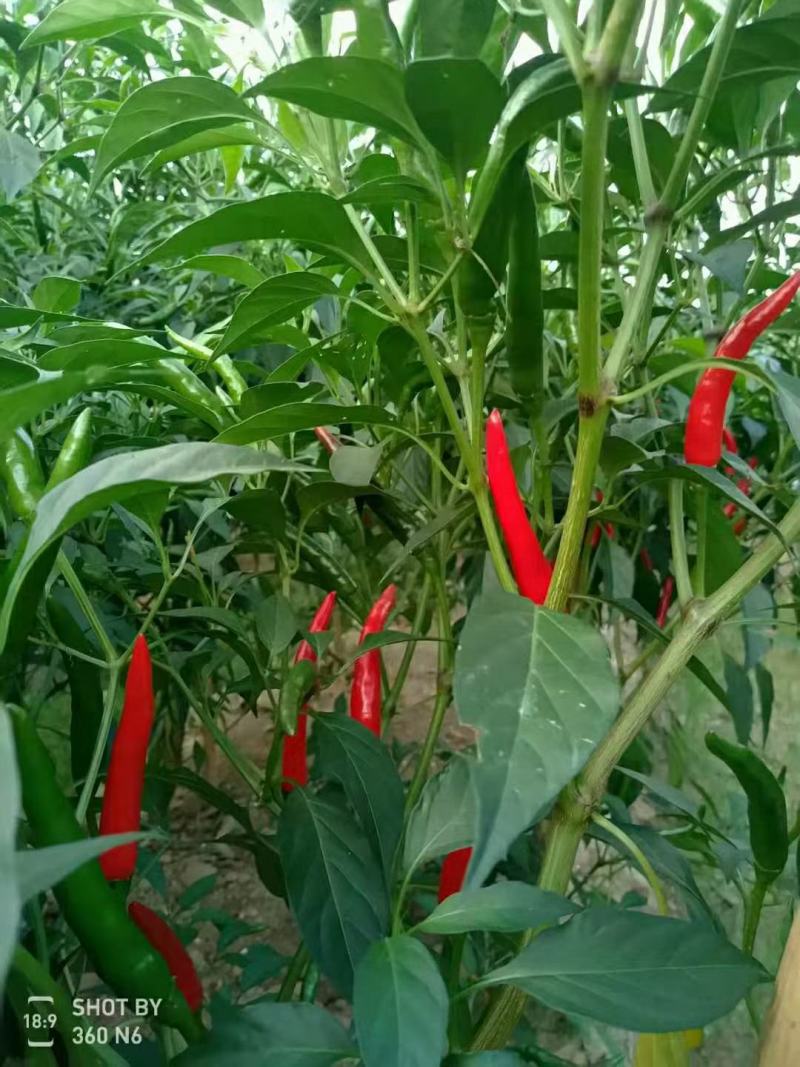 火霸朝天椒苗，一代杂交单生朝天椒，颜色靓丽，顺直美观