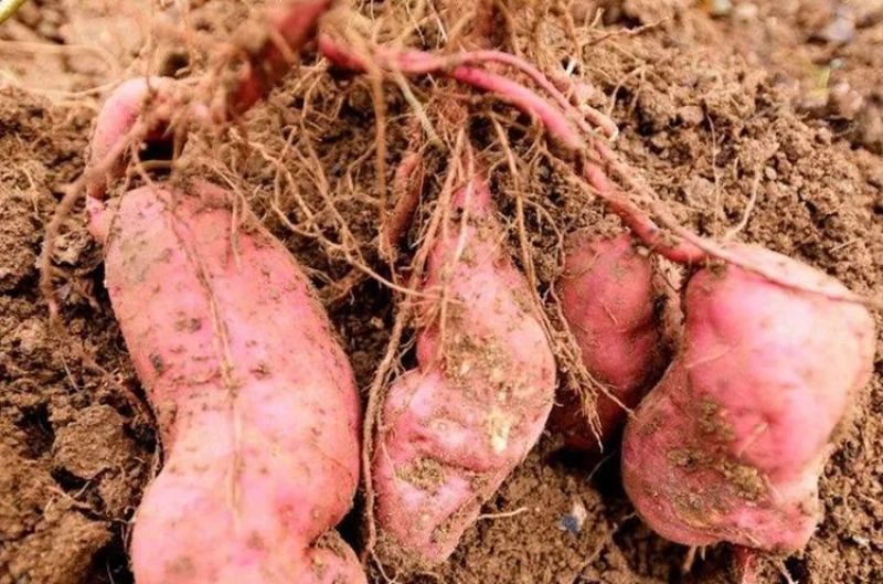 绿色、有机、0添加，野山茶油红薯粉丝1×2500g