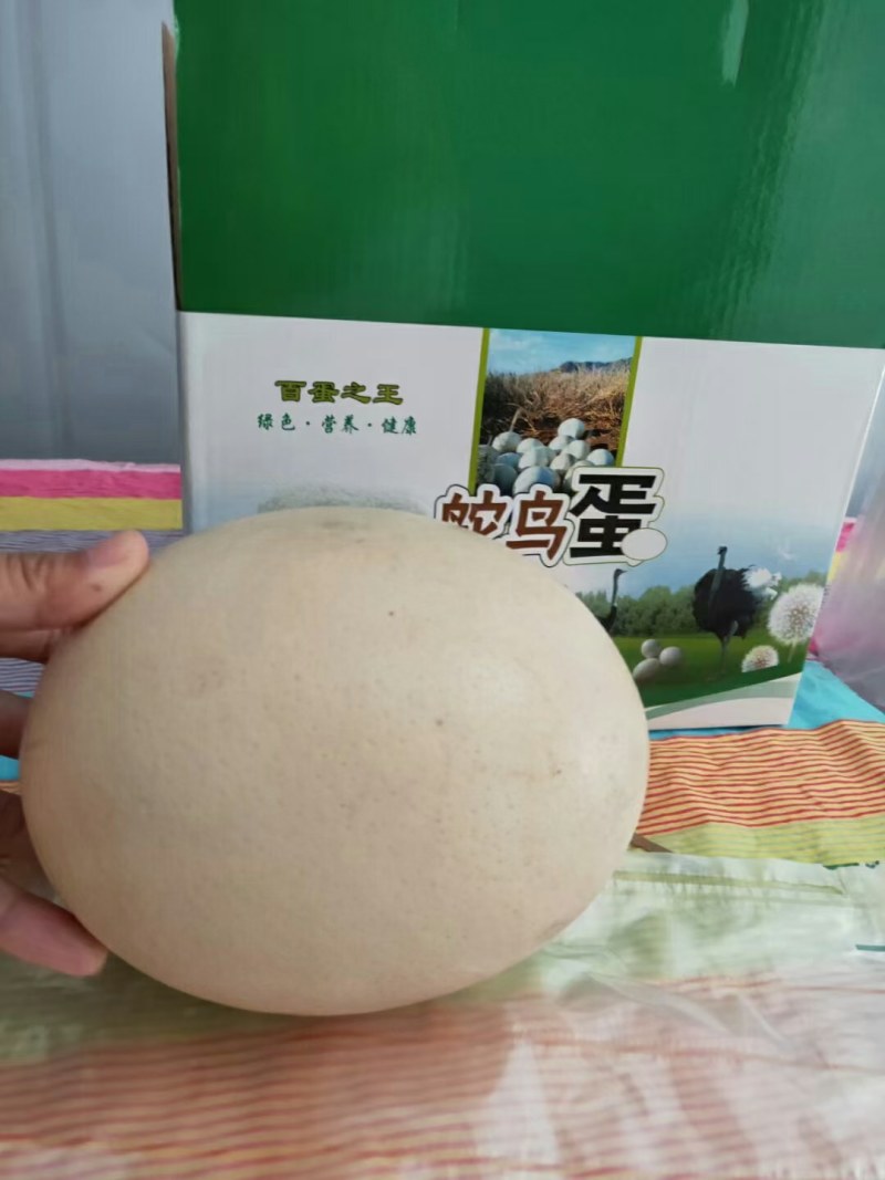 新鲜鸵鸟蛋特价包邮！山东鸵鸟蛋价格优惠！厂家直销，全国包