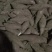 种子红薯