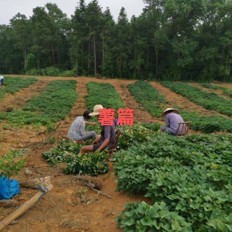 绿色、有机、0添加，野山茶油红薯粉丝1×2500g