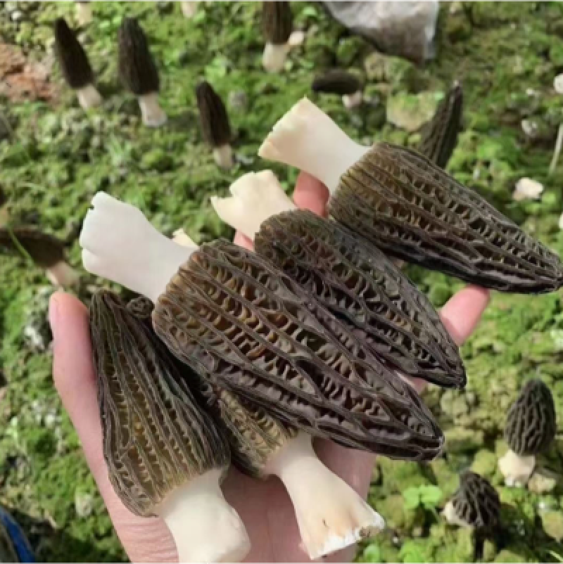 精品采摘，基地直发，质量保证，精品直销大量供货！！